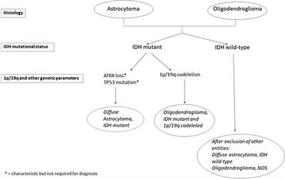 Molecular Aberrations Stratify Grade 2 Astrocytomas Into Several Rare Entities: Prognostic and Therapeutic Implications